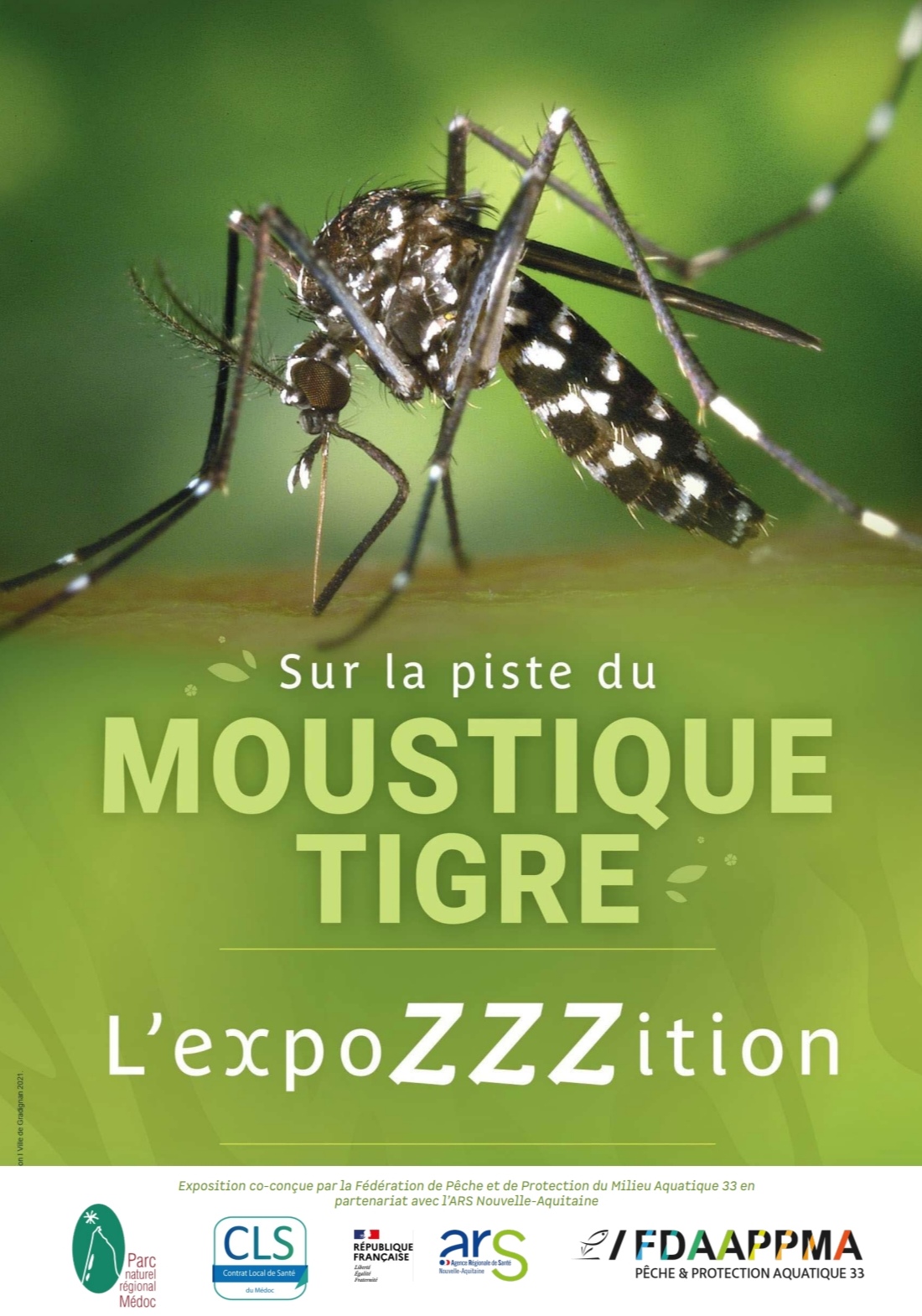 Le moustique tigre est de retour dans le Médoc !